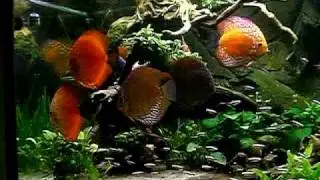 VCLP0002.MP4