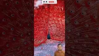 peahens🦚💖 | congo peacock🔥🦚#peacockvoice💯🦩#peacockdance #peafowl #shorts