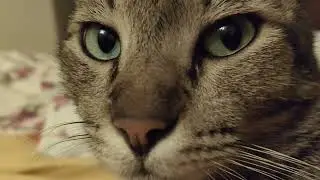 Ash stares at you #cat #cats #catvideos #catvideo #catlife #catstare #catstar #grumpycat #catworld 