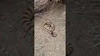 147 Great Basin Rattlesnake                    #lusosus #crote #nevada #nv #diamond #rattlesnake #sn