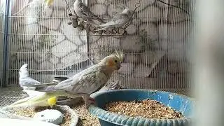 Cocktails Morning Routine #birdhousepak