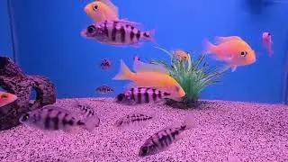 Assorted African Cichlid & Taiwan Reef (Big Al's) - Slow Jams Music