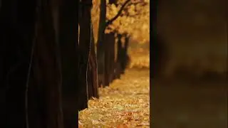 Fall Autumn Season Leaves | Nature-themed Films #shorts #nature #naturelovers #naturethemedfilms