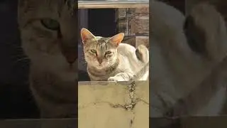 Cat is very nervous #nature #funny #music #animals #music #pianomusic #cat