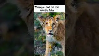 Animal Memes| Hilarious Animal Memes!| Funny Animals| Pt. 1 #shorts  #memes #animals #funny