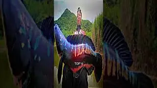 STRIKE Casting ikan Toman Terbesar sepanjang Masa... no 1 asli ga ada obat