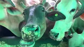 Guruwar Vidya Sagar Jeev Raksha Kendra Gaushala || गुरुवर विद्यासागर जीव रक्षा केंद्र गोशाला