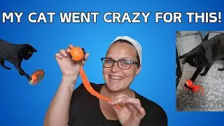 Cat Can&rsquo;t Stop Chasing This Smart Toy Ball!