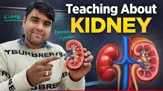 Kidney: Structure, Functions & Disorders | Complete Concept for All Exams