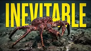 The Reality of Everything Becoming a Crab