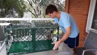CatMaze Catruns