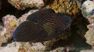 Comet - Calloplesiops altivelis