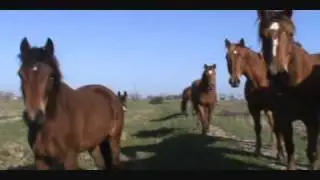 curious horses