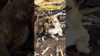 A Sleepy Puppy Tried to Look at Us 🐶💤 | Real Sounds