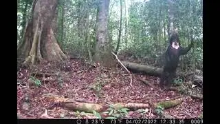 Sun Bear Itching On A Tree