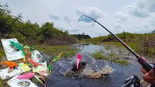 GILAA !! CASTING IKAN GABUS DI SPOT YANG LAMA TIDAK DI DATANGI TERNYATA MENJADI ISTIMEWA #AS-248