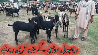 SAHIWAL BAKRA MANDI LIVE UPDATE | FEROOZ BHAI KA MAAL