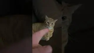 Late night with Simba #cats #shorts #short #trendingshorts #trending #viralvideo #fyp #foryou #pets