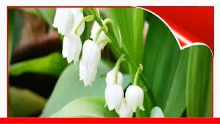 12 Poisonous Flowers To Avoid In Your Garden 🧧