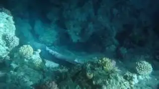 Murena House Reef Sheikh Coast