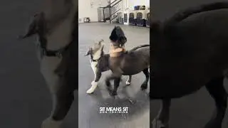 Puppy Preschool Cam | Sit Means Sit Dog Training Orange County