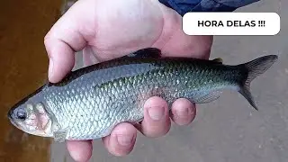 PESCARIA ULTRALIGHT DE SAICANGAS E PIRAPTINGAS DO SUL !!!