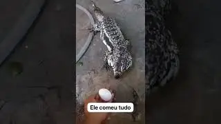 tei&uacute; gigante comendo ovo