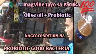 PAANO GUMAMIT NG PROBIOTIC + PAGVINE NG OLIVE OIL SA PATUKA = BOOOM