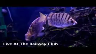 Places With Faces - Love on Mars Instrumental (Live at the Railway Club)