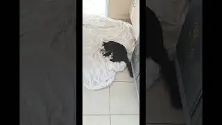 🚪1️⃣9️⃣🎄😻Календарь CATvent 2025 - 😻🐈&zwj;⬛ Мистер Дарси, красавец-кот в смокинге #Шорты