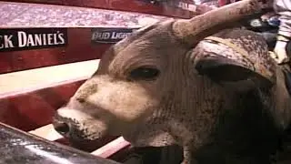 Blueberry Wine bucks Brian Canter - 05 PBR Finals