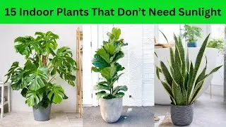15 Indoor Plants That Don&rsquo;t Need Sunlight & Love Dark Spaces!