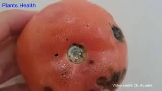 Post harvest disease of tomatoes