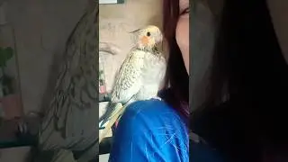 Kisses from the baby parrot 🐣😘 #cockatiels #pappagallo #cockatiel #parrot  #birb #cute #papagei