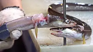 Korean Fish Market - How to Fillet Sea Eel