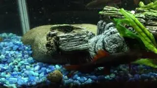 Red tail shark fish mating