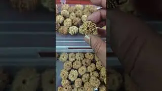 10 Mukhi Rudraksha &ndash; Benefits, Price, Original Identification & Wearing Rules