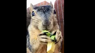 How much avocado, all the avocado! Squirrel Momma Faux has her hands full