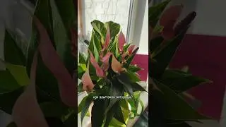 пересаживаю антуриум Лилли, рассказываю про грунт и лайфхак с горшком!