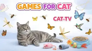 CAT GAMES 🐾 3D Cat TV Beetles & Ladybugs &mdash; Endless Bug Hunt Stalk & Swat Loop 🪲🐞 | 6 Hours 4K60FPS