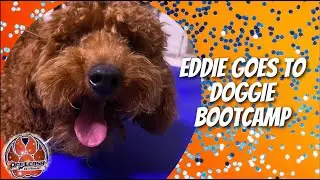 Middle Tennessee Dog Trainers - Eddie 6mo Toy Poodle Before/After Video 2-Week Board & Train