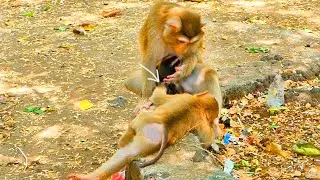 Adorable clip...Monkey SARO take care his brother baby monkey SABA with mom SARIKA look so warming.