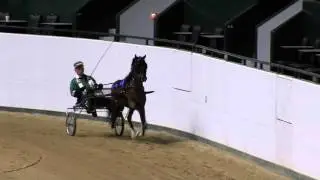 Hackney Roadster Pony - Junior / Novice Pony Champion