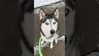 Special blue eyed husky