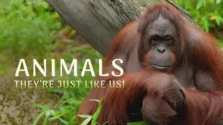 🦧 Animals They're Just Like Us: | House Hunting Hermit Crab 🦀 | Wildlife Documentary 🌱🦒