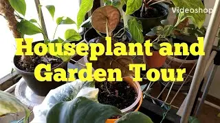 Houseplant Tour and  BONUS Garden Tour / July 2020