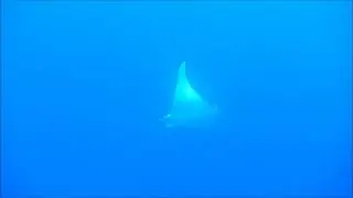 Diable de mer m&eacute;diterran&eacute;en/Giant Devil Ray (Mobula mobular) France, July 2015