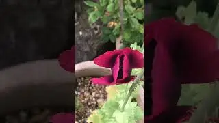 #bees #allotment #growyourownfood