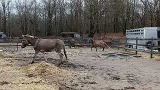 age regression abdl little space autism ✨️ Is donkey therapy hypotherapy?