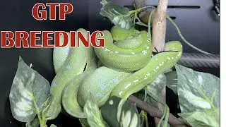 РАЗВЕДЕНИЕ ЗЕЛЕНЫХ ДРЕВЕСНЫХ ПИТОНОВ!